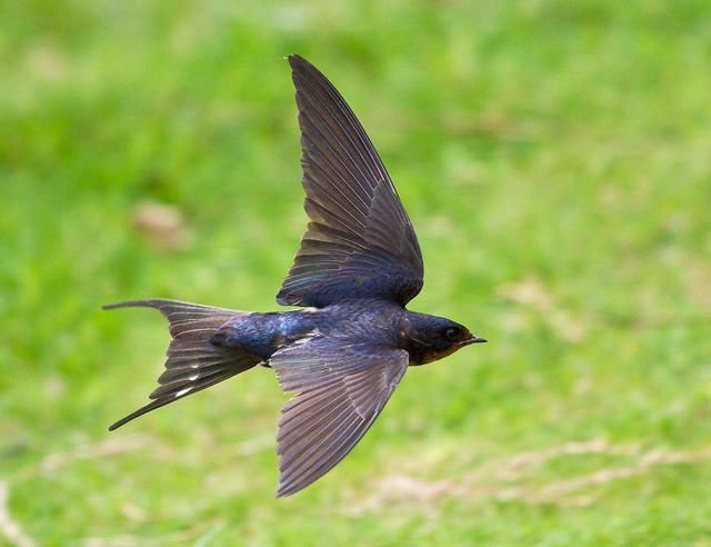 燕子的资料，燕子为什么要辛苦捕食昆虫