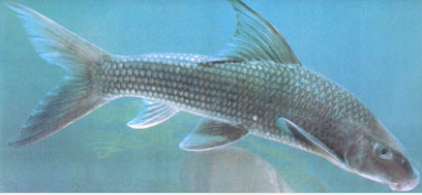 三叶唇鱼介绍，双唇鱼学名叫什么（鱼类：中国淡水鱼类图谱）