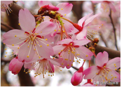 中国樱花有几个品种，中国樱花树品种（这81种樱花）