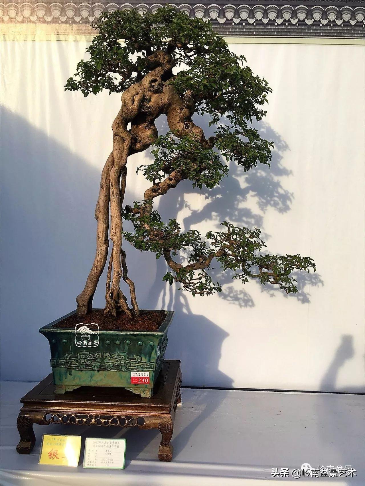 文人式三角梅盆景(我只说一个"服"字!) - 彝家农业网