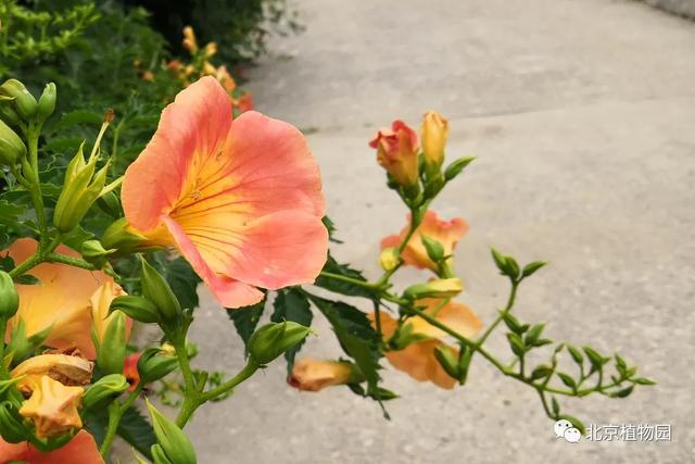 凌霄花，原来凌霄花是植物界的“性格多面手”（凌霄花花期多久一年开几次花）