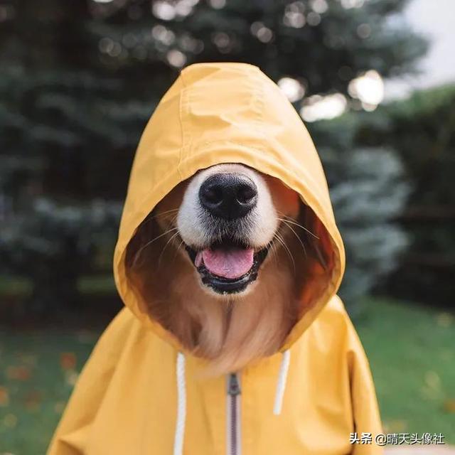 可爱的小头像微信，可爱的小头像（可爱微信头像 ， 文末有惊喜）