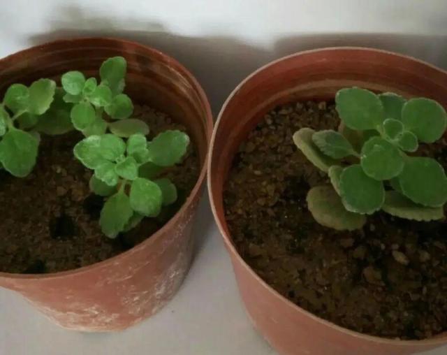 香草兰花怎么养，香兰草怎么种植（屋里养盆“香水花”）