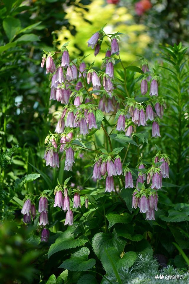 铃铛是什么意思,铃铛的意思(最优秀的还是宿根风铃草)