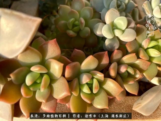 多肉植物图片，感恩相遇，余生相互关照（若绿多肉植物图片）