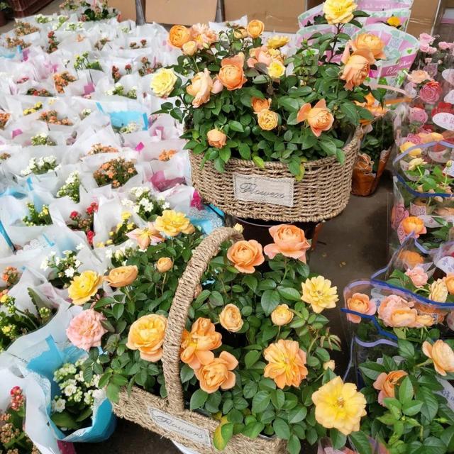 荷花最好看的品种是什么，这花最好看、最好养