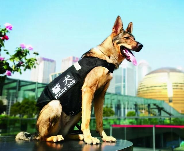 警犬一般是什么品种，小型警犬品种（警犬品种排名）