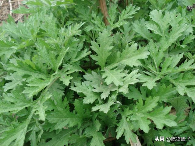 柳蒿芽怎么做好吃，凉拌柳蒿芽的做法（叫东北老家的“柳蒿芽”）