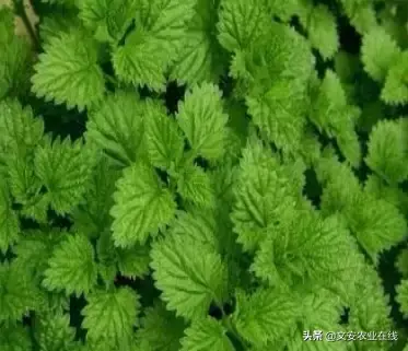 野荞麦根和乌鸡蛋煮，野荞麦根和乌鸡蛋煮水的功效（农业科普：53种野菜）