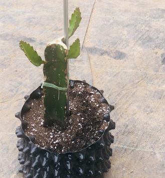 火龙果种植方法，能吃能观赏的火龙果，如何盆栽