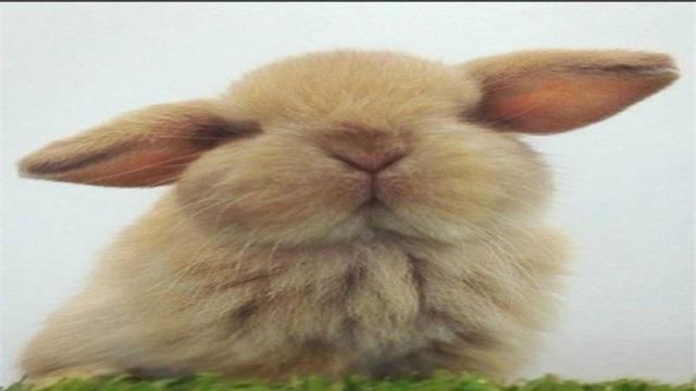 兔子的外形特点，描写兔子的外形特点（如何辨别兔子的雌雄）