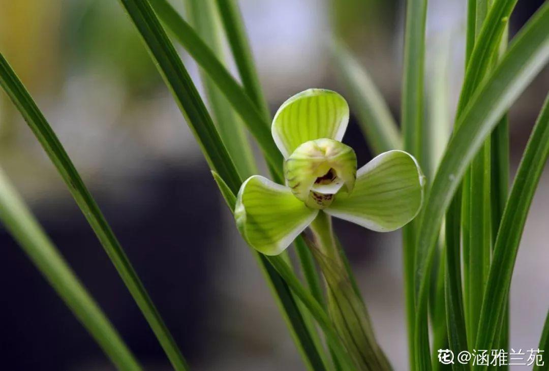 兰花什么时候开花，兰花开花时间（兰花最全养护要点）