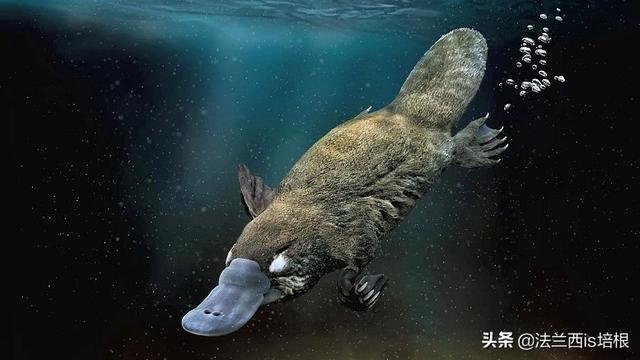 鸭嘴兽是哺乳动物吗，为什么说鸭嘴兽是哺乳动物（不，啥都没有的鸭嘴兽也能喂奶）