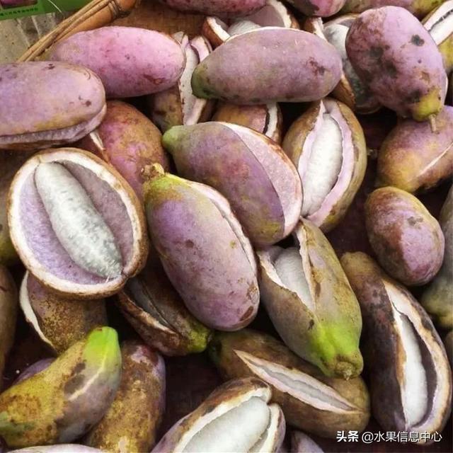 醋柳果的功效与作用，醋柳果的功效与作用及禁忌（国内有哪些小众特色水果）