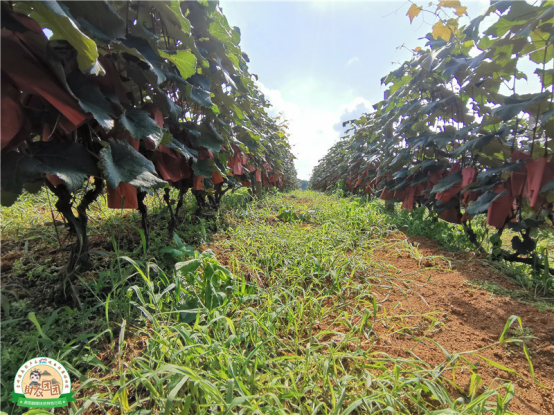 什么是水晶葡萄，什么是水晶葡萄酒（清镇水晶葡萄火热上市）