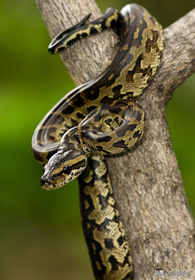 蛇怎么爬行，蛇怎么爬行的优美描写（大家喜欢蛇这种爬行动物吗）