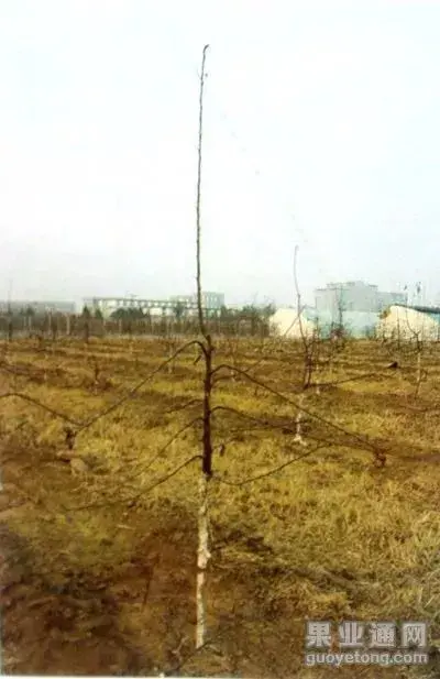 苹果树修剪技术，苹果树修剪技巧（苹果树“傻瓜式”修剪技术）