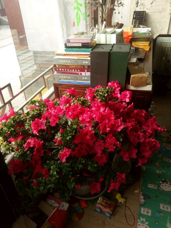 盆栽杜鹃花怎么养？分享杜鹃花的养殖方法和注意事项 盆栽