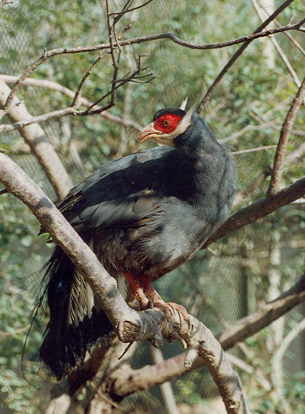真正的土鸡，土鸡卖多少钱一斤（白马鸡、蓝马鸡、藏马鸡、褐马鸡）
