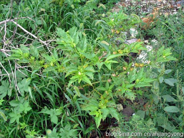 酸浆是什么，酸浆是什么水果（治热咳、咽痛、音哑、扁挑体炎、小便不利、水肿）