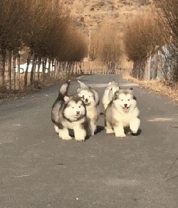 阿拉斯加犬小时候，狗一般有几个月就长成大狗了（毛茸茸的一团太可爱了吧）