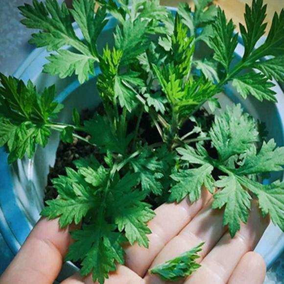 艾草能驱蚊子吗，艾草能驱蚊吗（蚊子不喜欢的3种花）