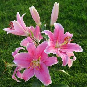 红百合花语介绍，红百合花语（吉祥如意的百合花为您盛开）