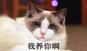 布偶猫大概多少钱，布偶猫一般多少钱一只（为什么布偶猫价格那么贵）