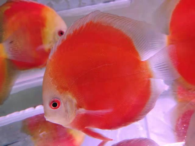 地图鱼难养吗要打氧吗，地图鱼不过滤不打氧可以吗（就是因为犯了两个致命性的错误）