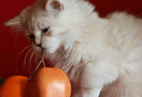 猫不吃东西是什么原因，猫咪突然不爱吃东西是什么原因（养宠经验：猫不吃饭怎么回事）