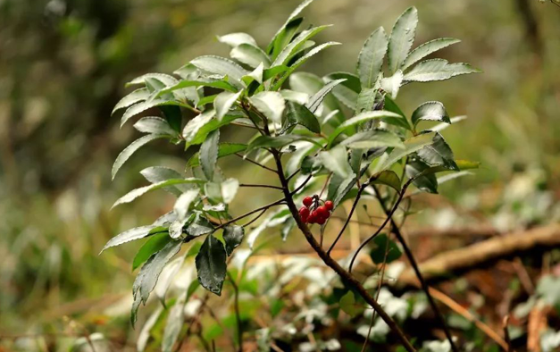 什么的凉伞，什么的凉伞填空词语（绿叶夹杂着红果子）