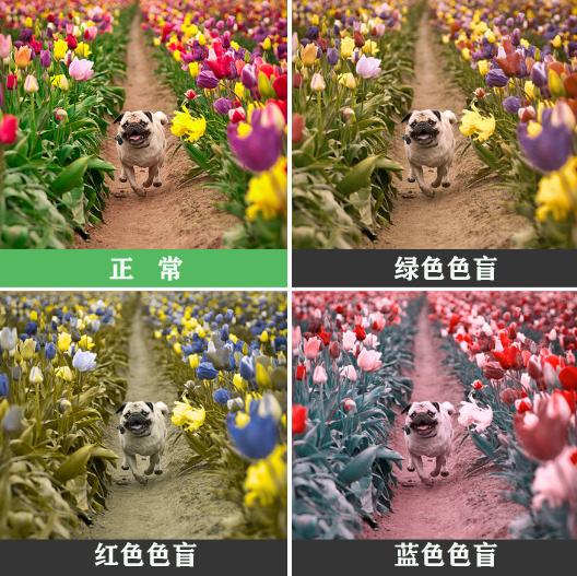 色盲能治好吗，色弱训练36张图片（自己或者孩子有没有色盲）