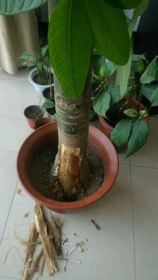 发财树烂根还能活吗，分清这2种情况，它还能救活