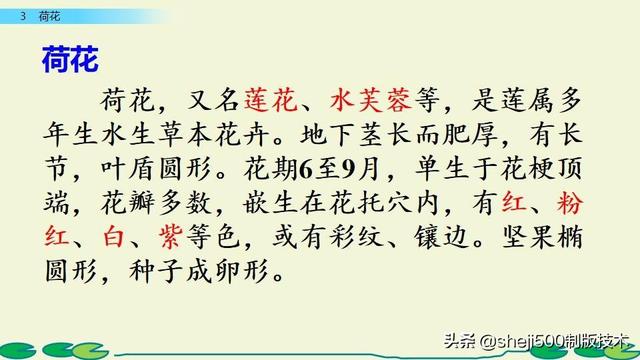 莲蓬的蓬是不是读轻声，莲蓬的蓬为什么读轻声（部编版语文三年级下册第3课《荷花》图文讲解）