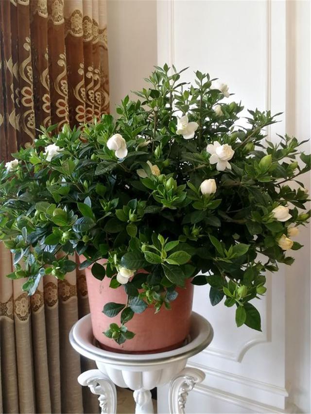 栀子花花期多长，栀子花的花期有多长时间（别乱浇磷酸二氢钾）