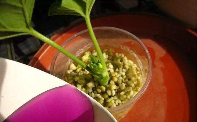 自制雾状小喷壶，自制实用喷水壶（它是扦插万能土）