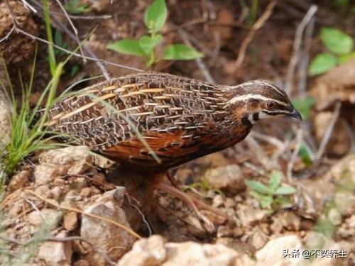 枸杞配什么治早射，硬不起怎么治疗吃什么药（食养妙方——阳痿、早泄）