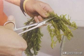 种植迷你矮珍珠的方法，矮珍珠怎么种植方法（4种正确栽种方法）