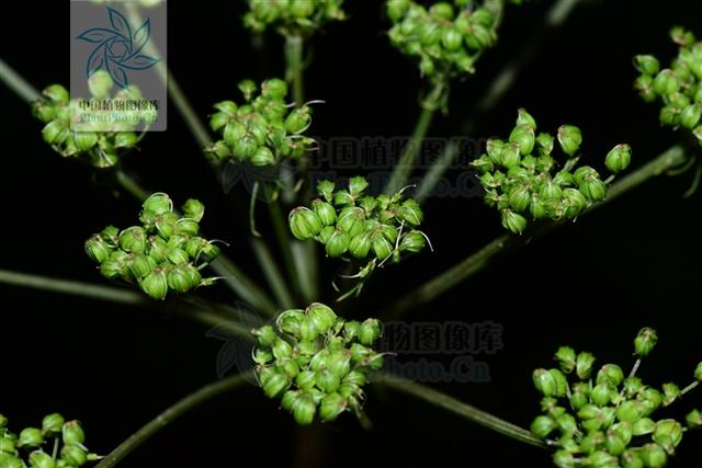 本草图经作者是谁，《本草图经》的作者（芎藭 蘼蕪 藁本）