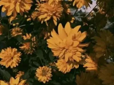 万事顺遂下一句是什么，未来可期什么意思 表达什么（温暖‖万事顺遂.毫无蹉跎）