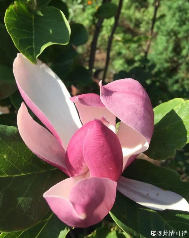 房前屋后种什么树好，在农村院前屋后必种的4种树（“5大鬼树”不要种）