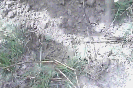 没有水的鱼，没有水的鱼没有翅膀的鸟（生活在干旱地带的神奇鱼类）