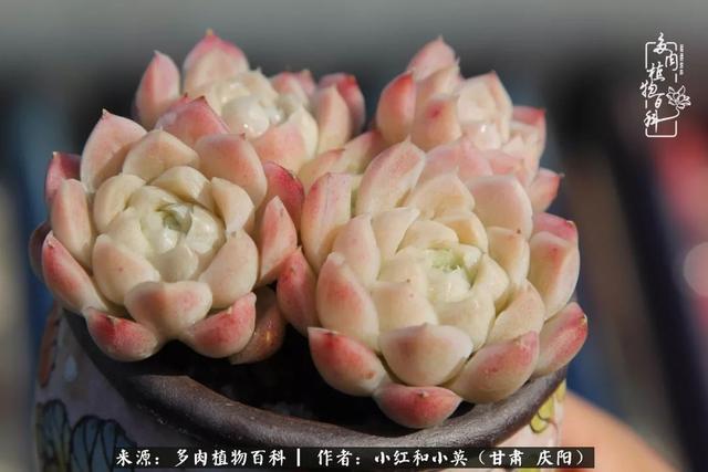 姐妹情深的句子，姐妹情深的句子简短（赏娇媚多肉，忆姐妹情深）