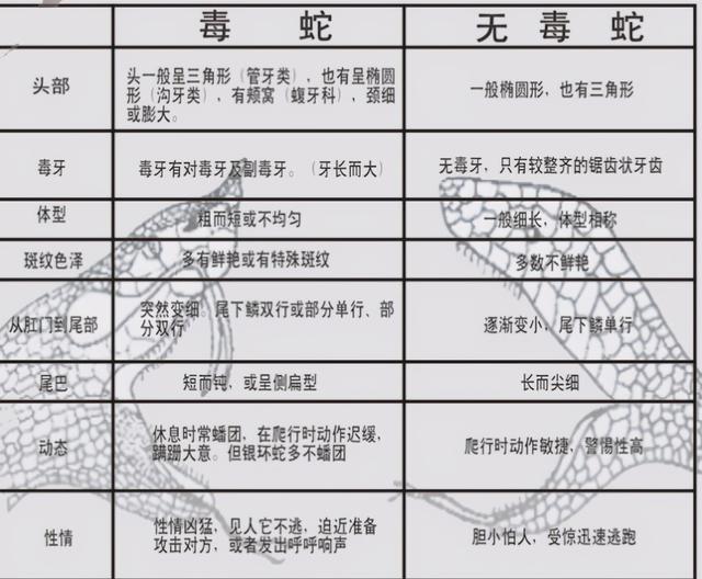 蛇为什么怕硫磺，蛇怕什么最好的驱蛇方法是什么（科学实验打脸经验，却束手无策）