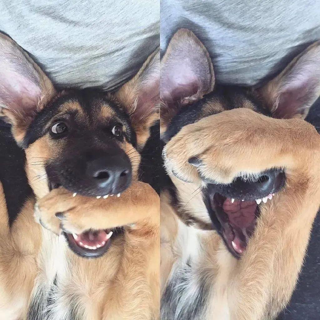 警犬多少钱一只(中国最厉害的警犬)