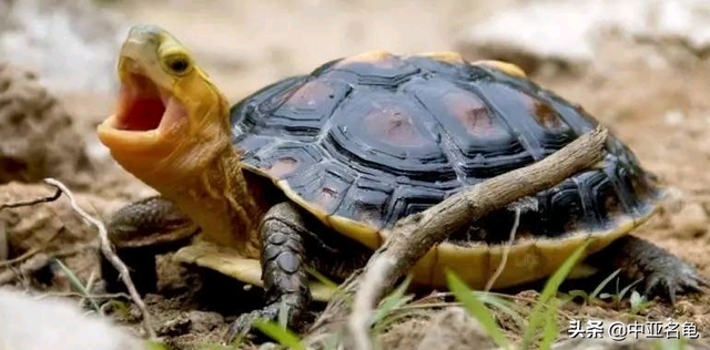 乌龟一般吃什么，家养的小乌龟一般吃什么（最全面的新手养龟攻略）