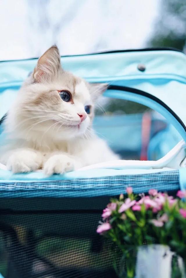 猫猫图片，我喜欢的样子你都有（宠物猫品种大全及图片）