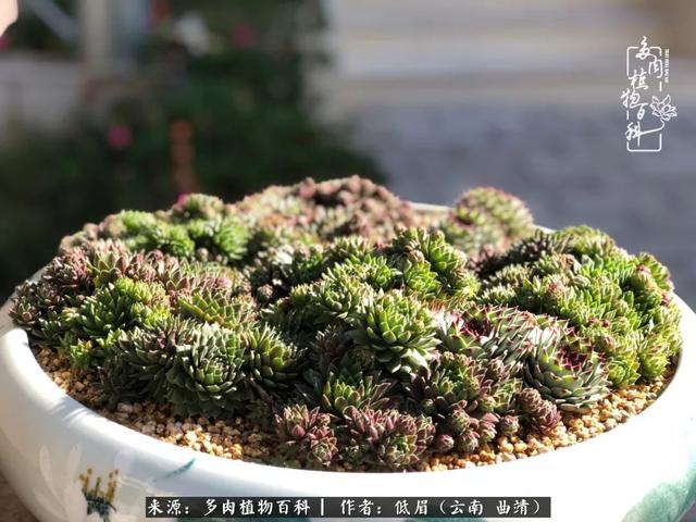很丧很失望——低眉.，皱着眉头哭丧（陪你度过寒冷的圣诞平安夜图片）