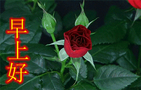 十字最美早安短句，十字最美早安短句有哪些（清晨我第一个祝福你：早安朋友）