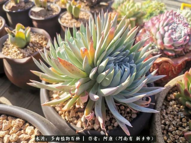 2021九·一八事变是多少周年，2021年是九一八事变的几周年（献给2021最好的春天）